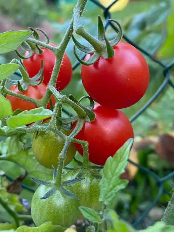 Tomaten: Süße Friesin