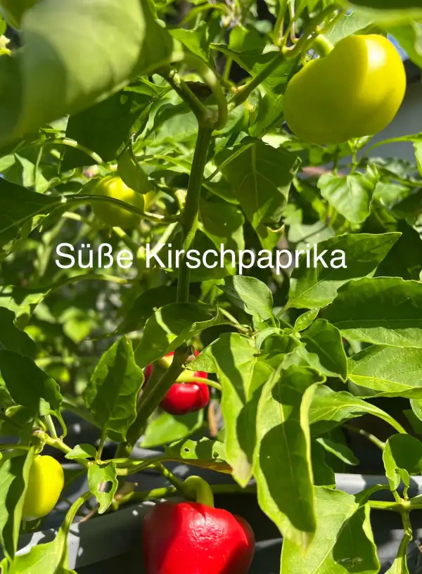 Chili / Paprika: Süße Kirschpaprika