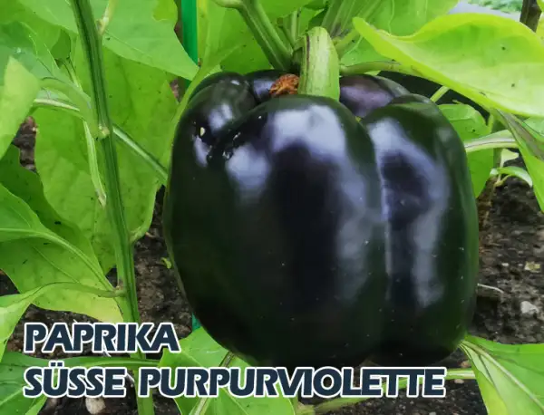 Paprika: Süße Purpurviolette