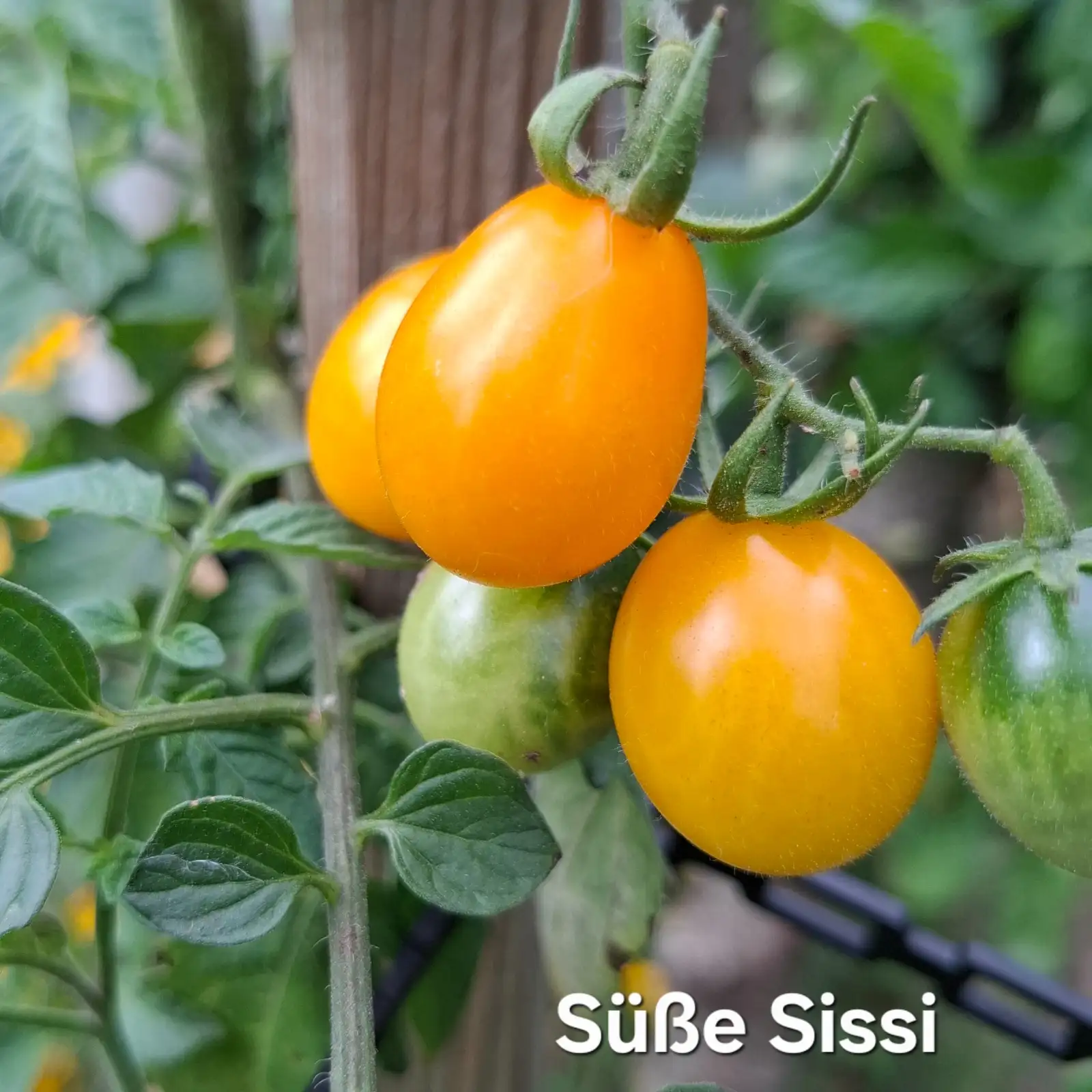 Tomaten: Süße Sissi