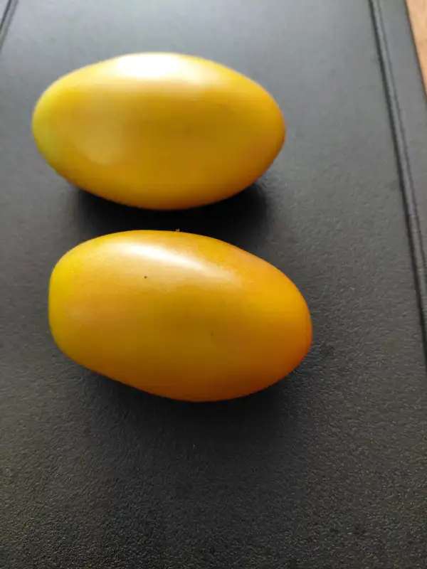 Tomaten: Süße Sissi