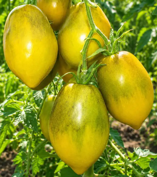 Tomaten: Süße tropische Birne