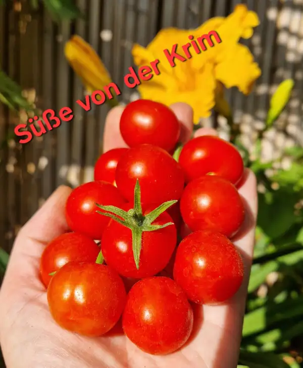 Tomaten: Süße von der Krim
