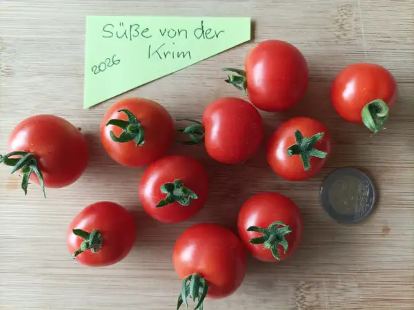 Tomaten: Süße von der Krim