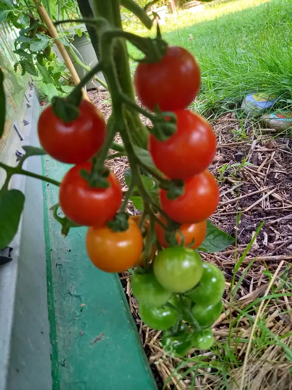 Tomaten: Süße von der Krim