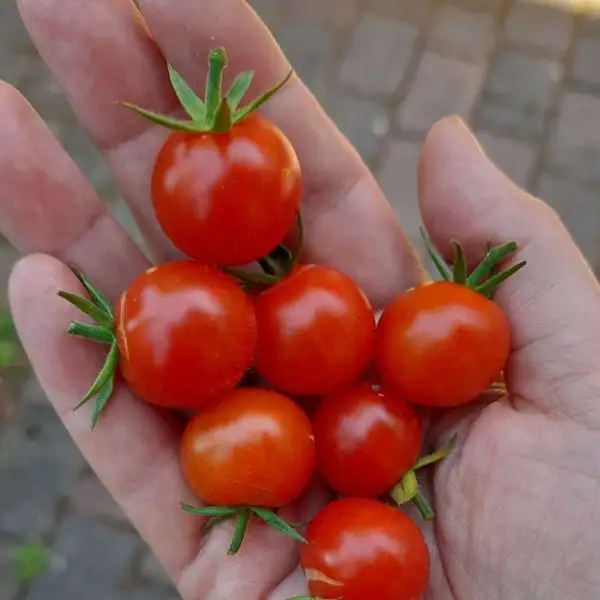 Tomaten: Süße von der Krim