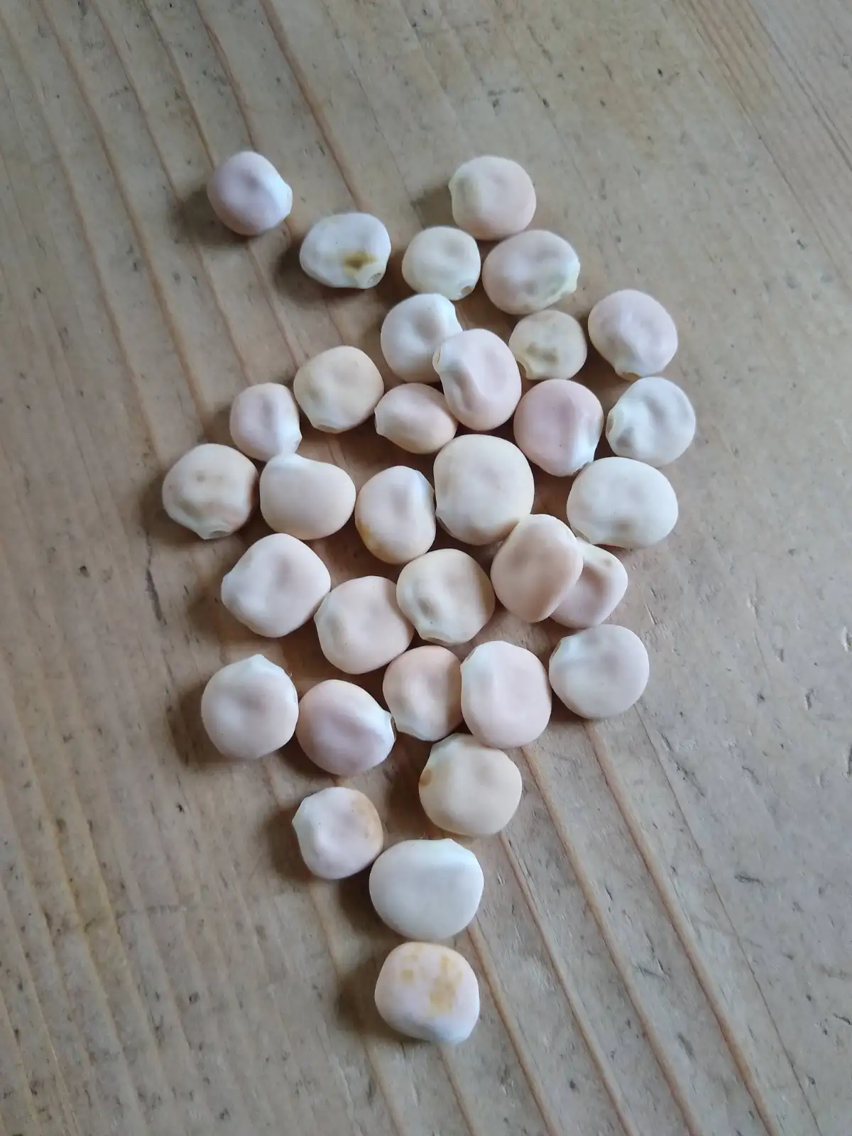 andere Gemüse: Süßlupine