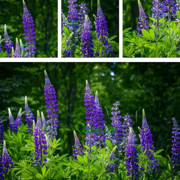 Bohnen: Süßlupine lupinus angustifolia- sonnig, Verwendg. wie Bohnen