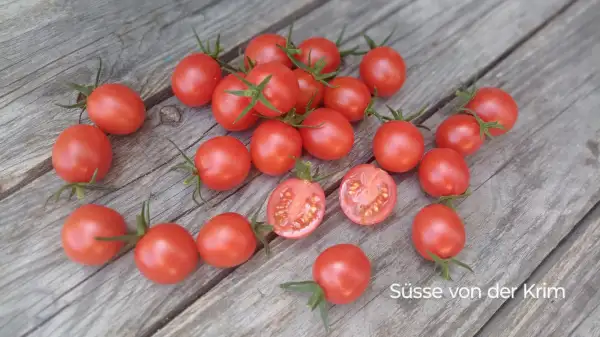 Tomaten: Süsse von der Krim