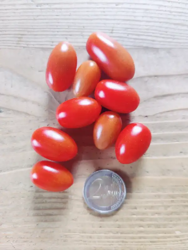 Tomaten: Söta Nisse