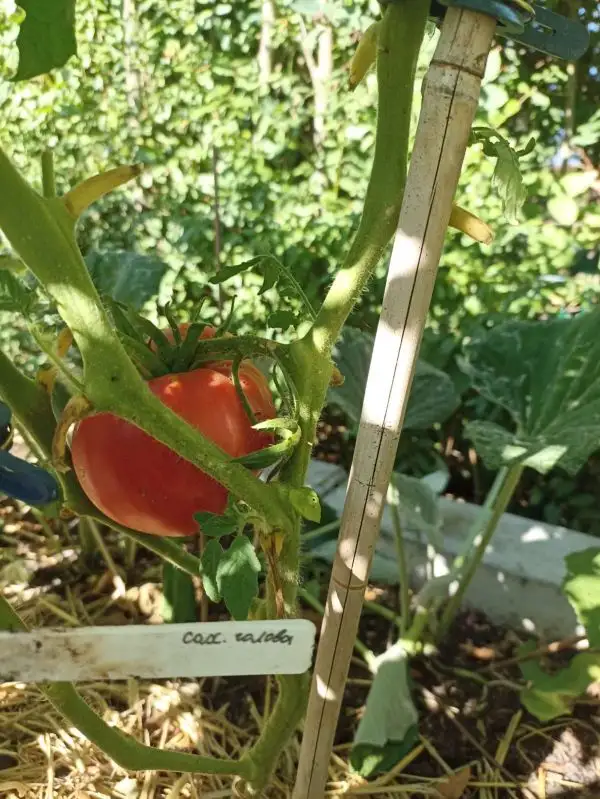 Tomaten: Sacharnaja Golowa- Сахарная голова