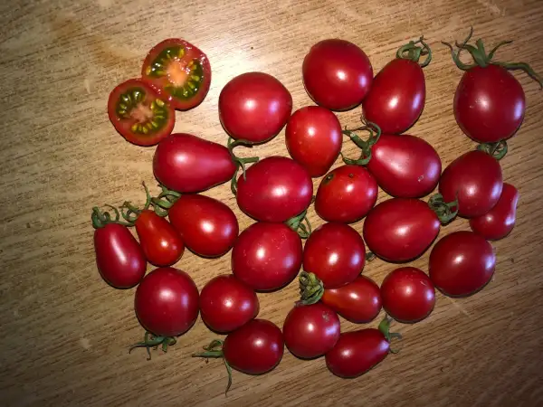 Tomaten: Sacharnaja Silwa Malinowaja