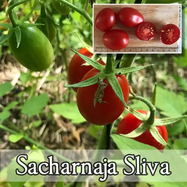 Tomaten: Sacharnaja Sliva