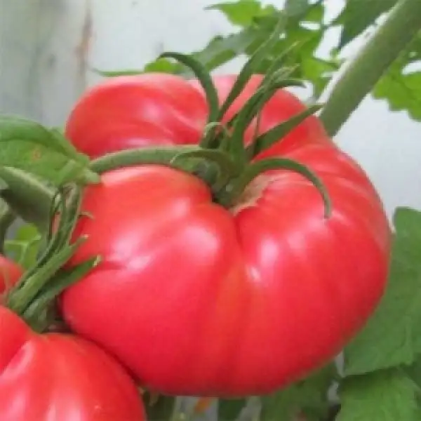 Tomaten: Sacharniy Bison