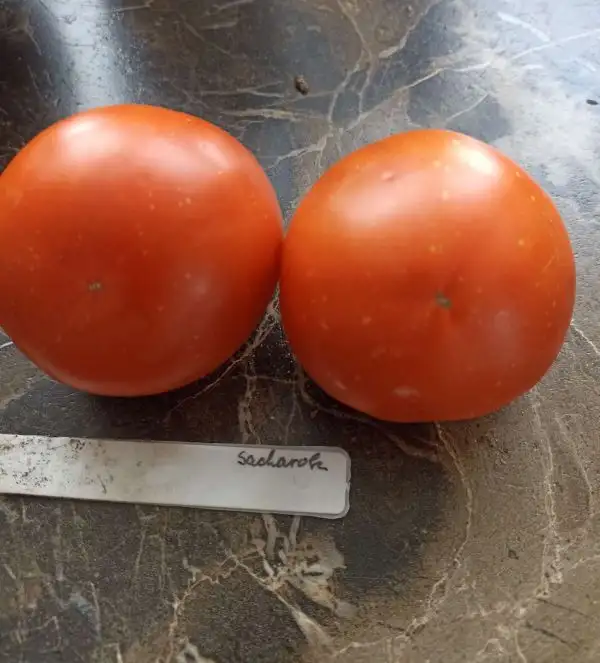 Tomaten: Sacharok