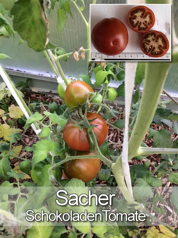 Tomaten: Sacher - Schokoladentomate