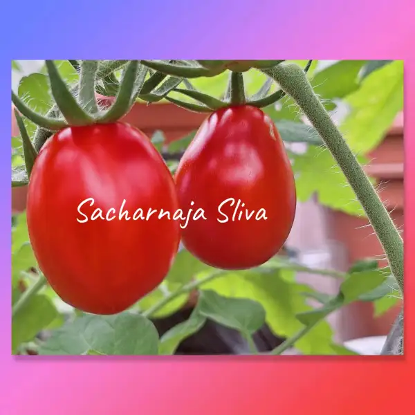 Tomaten: Sachharnaja Sliva