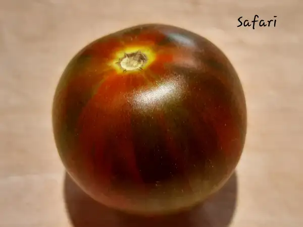 Tomaten: Safari