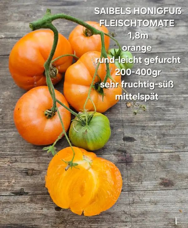 Tomaten: Saibels Honigfuß