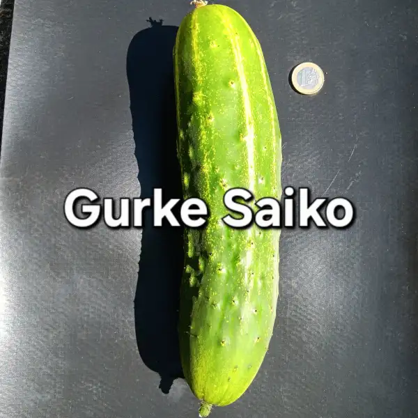Gurken: Saiko