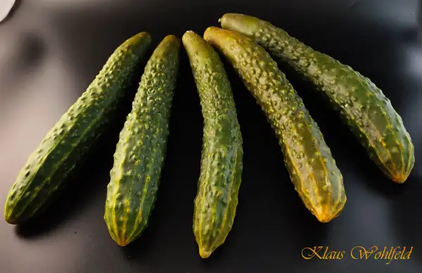 Gurken: Saiko Braune (Saiko + Netzgurke)