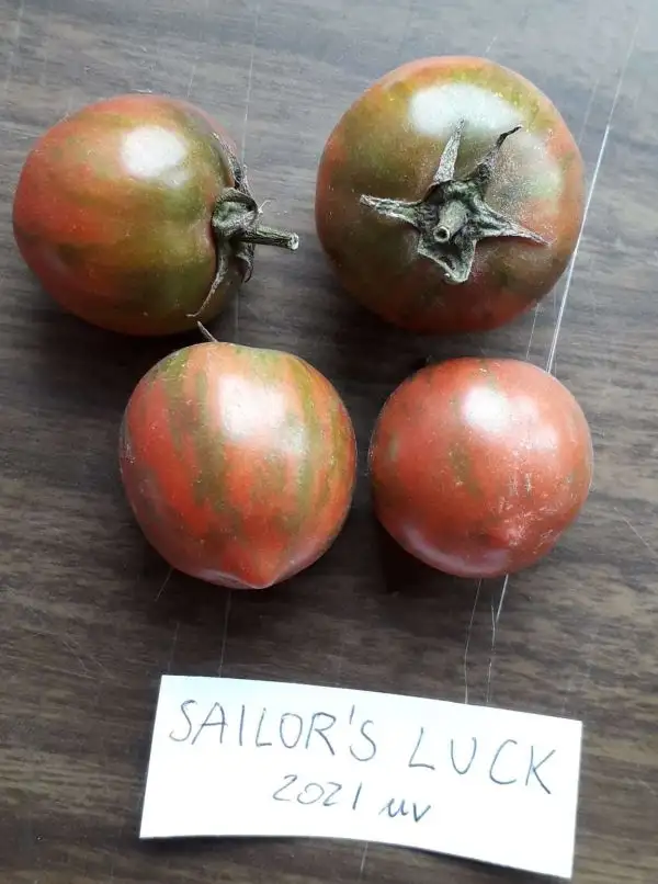 Tomaten: Sailor