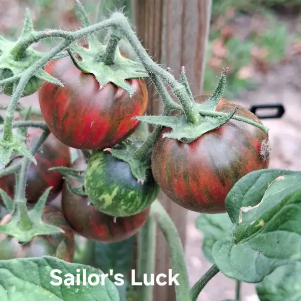 Tomaten: Sailor