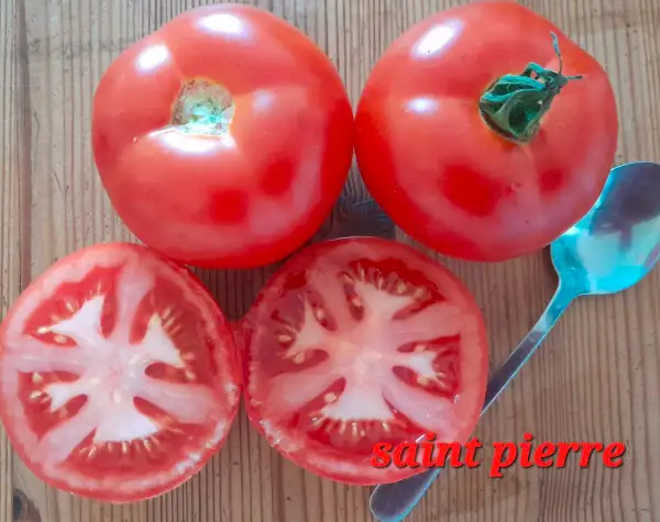 Tomaten: Saint Pierre