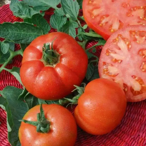 Tomaten: Saint Pierre