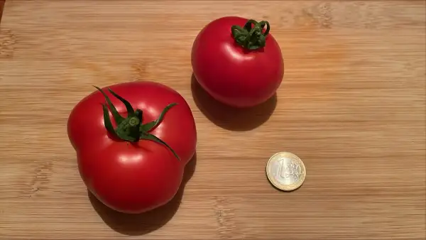 Tomaten: Saint Pierre
