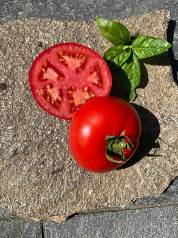 Tomaten: Saint Pierre