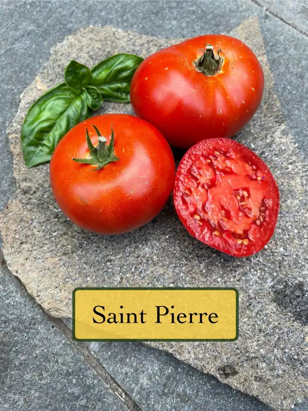 Tomaten: Saint Pierre