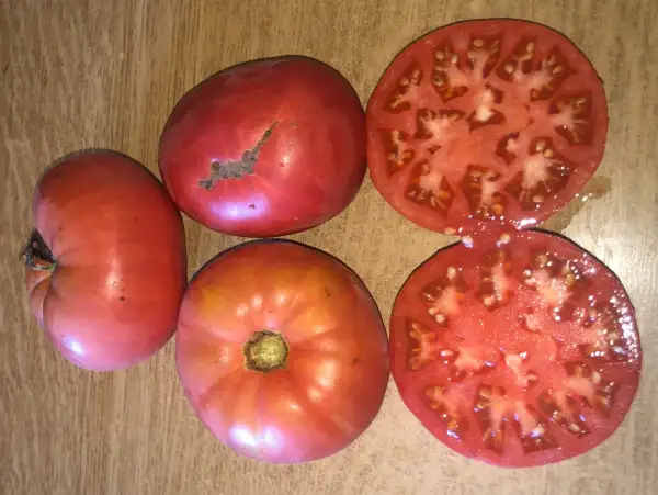 Tomaten: Sainte Colombe