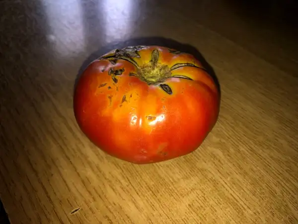 Tomaten: Sainte Lucie