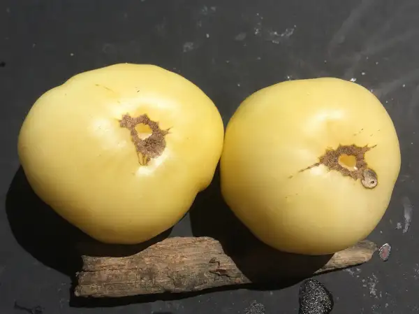 Tomaten: Sakhar Beliy