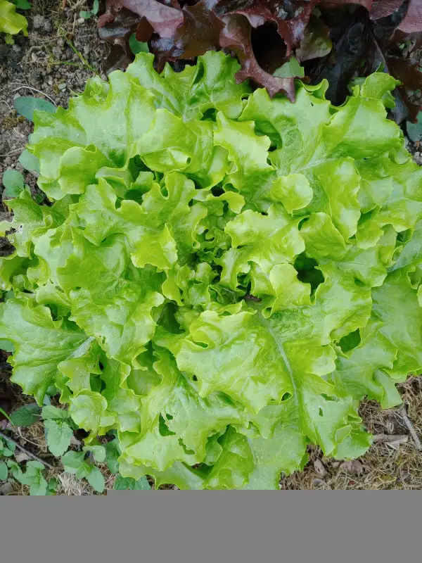 Salate: Salat Bowl