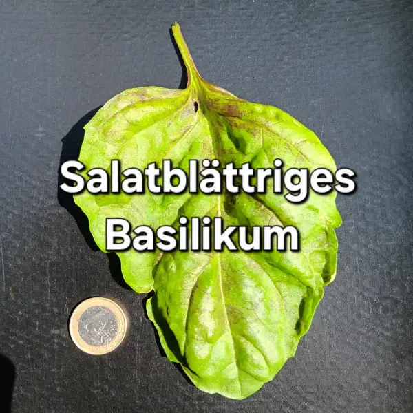 Kräuter: Salatblättriges Basilikum