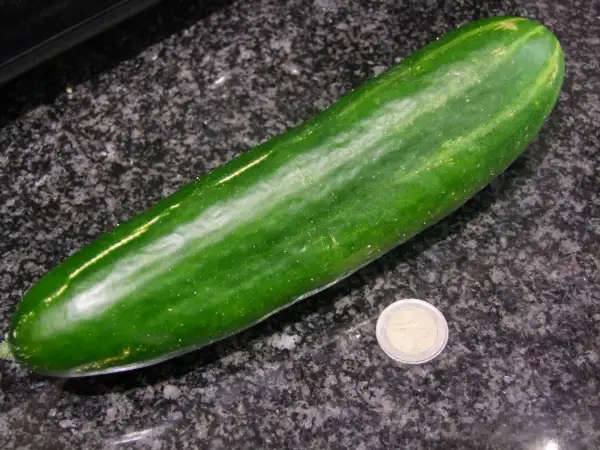 Gurken: Salatgurke Johanna