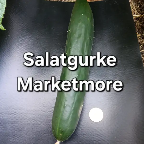 Gurken: Salatgurke Marketmore
