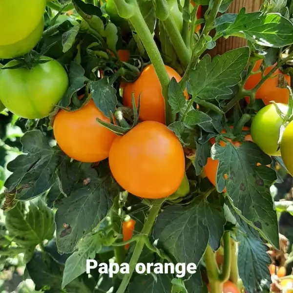 Tomaten: Salattomate orange (Familiensorte seit über 40 Jahren)