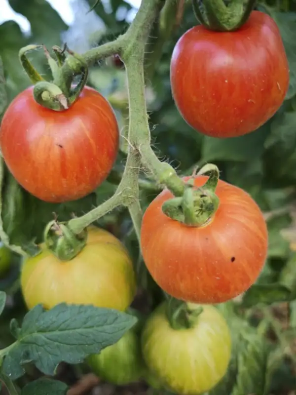 Tomaten: Salattomate "Red Furry Boar" mit Pfirsichhaut