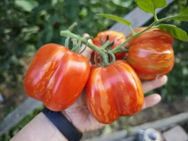 Tomaten: Salattomate "Red Striped Cavern" - gut zum Füllen