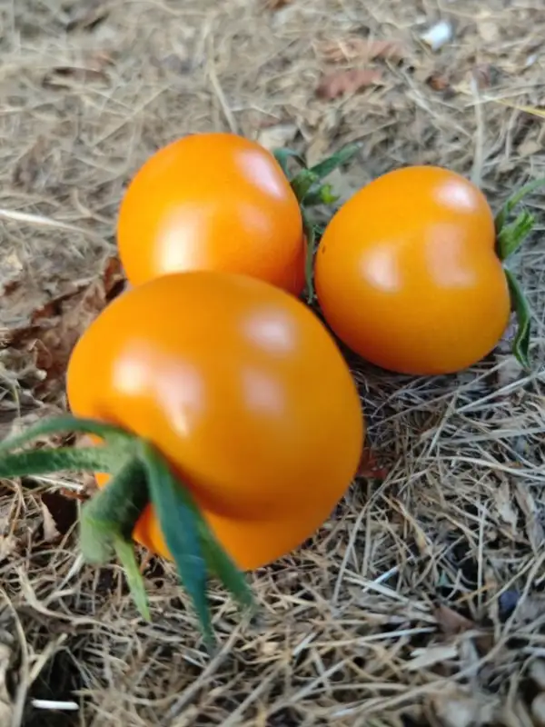 Tomaten: Salattomate "Zlatava" - außen orange, innen rot