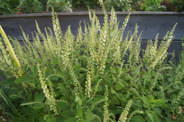 Blumen: Salbeigamander