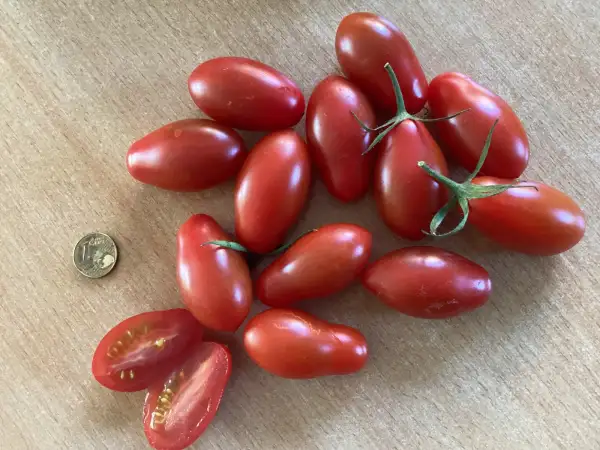 Tomaten: Salentino