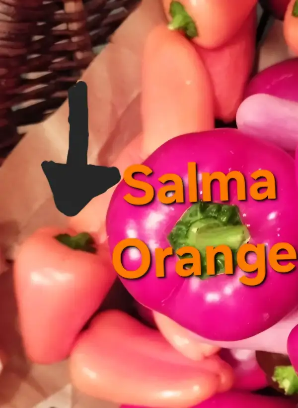 Chili / Paprika: Salma Orange