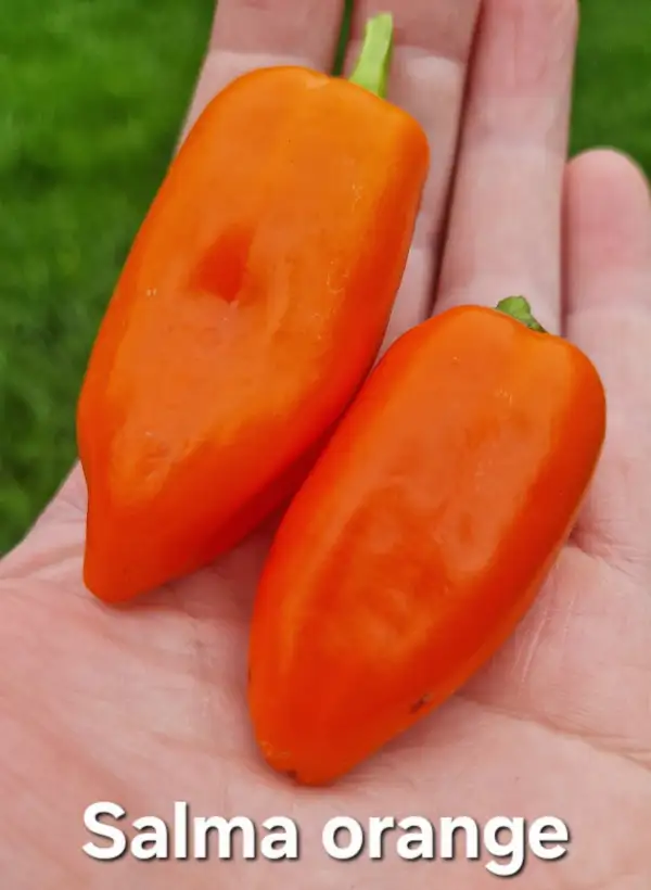 Chili: Salma Orange