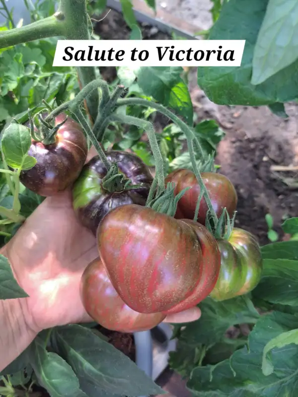 Tomaten: Salute to Victoria