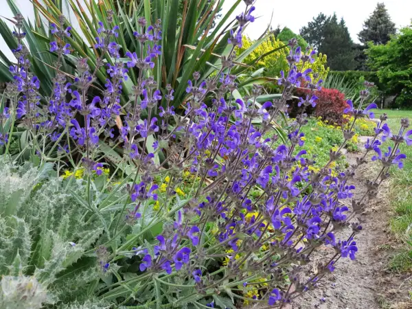 Stauden / Gehölz: Salvia canescens var. daghestanica - Kaukasus-Salbei - Caucasus sage