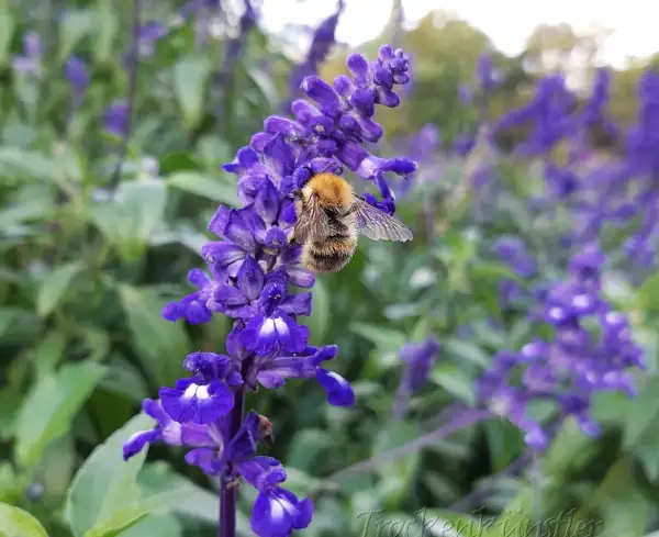 Blumen: Salvia farinacea - Mehlsalbei, blau - mealy sage
